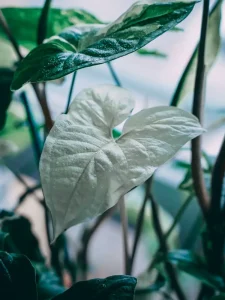 Why Is My Arrowhead Plant Drooping? Causes and Fixes