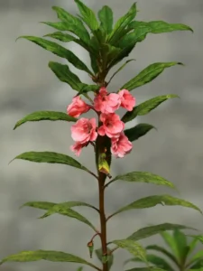 Why Is My Balsam Not Flowering? 6 Causes and How to Fix It
