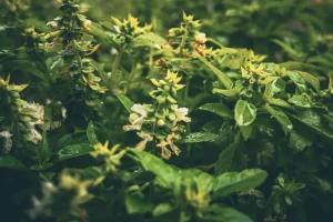 Why Is My Basil Flowering? Causes and How to Stop It Bolting
