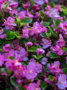 Why Is My Begonia Not Flowering? Causes and How to Fix It