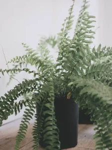 Why Is My Boston Fern Turning Brown? Causes and Fixes