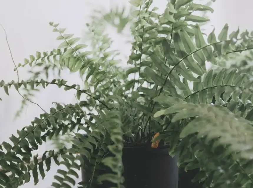 Why is my boston fern turning brown — a boston fern with arching green fronds in a black pot