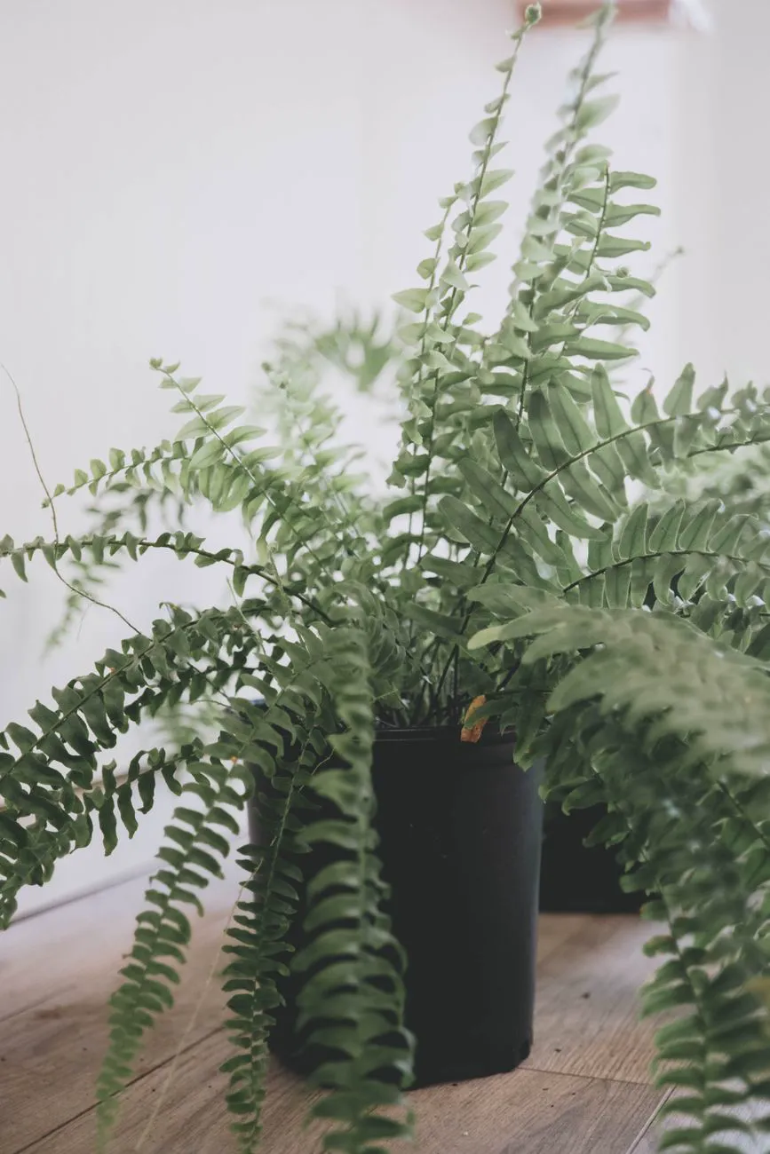 Boston fern with arching green fronds in a black pot