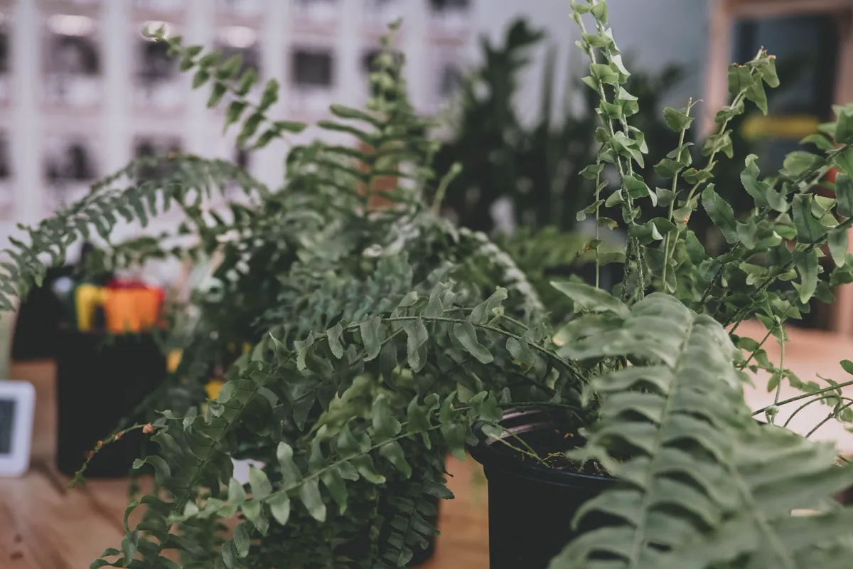 Several boston ferns growing in pots in a bright shop
