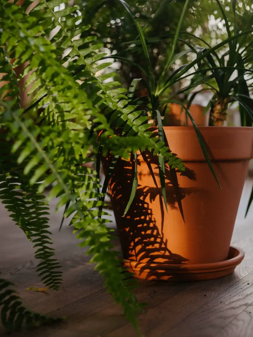 Boston fern fronds arching over a terracotta pot