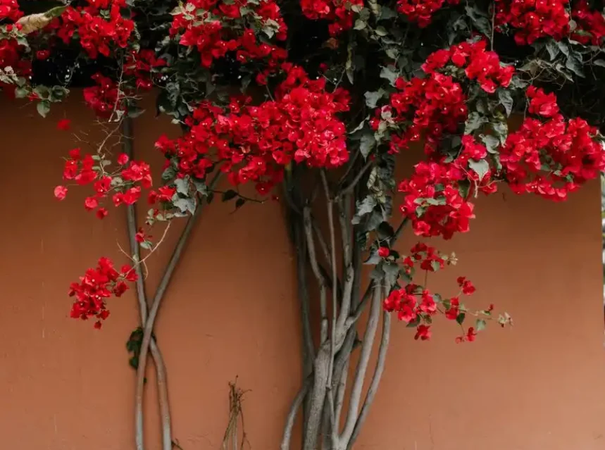 Bougainvillea covered in red bracts, thick woody trunks trained against a terracotta wall
