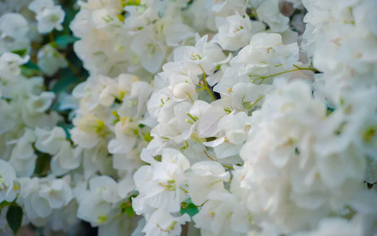 Mass of white bougainvillea bracts in full bloom