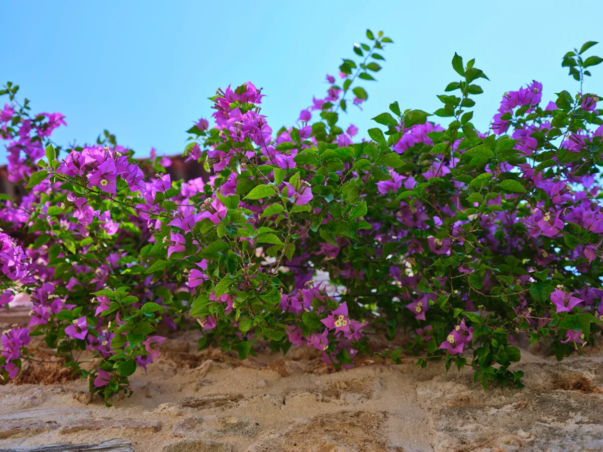 Bougainvillea covered in lush green leaves with only scattered purple bracts