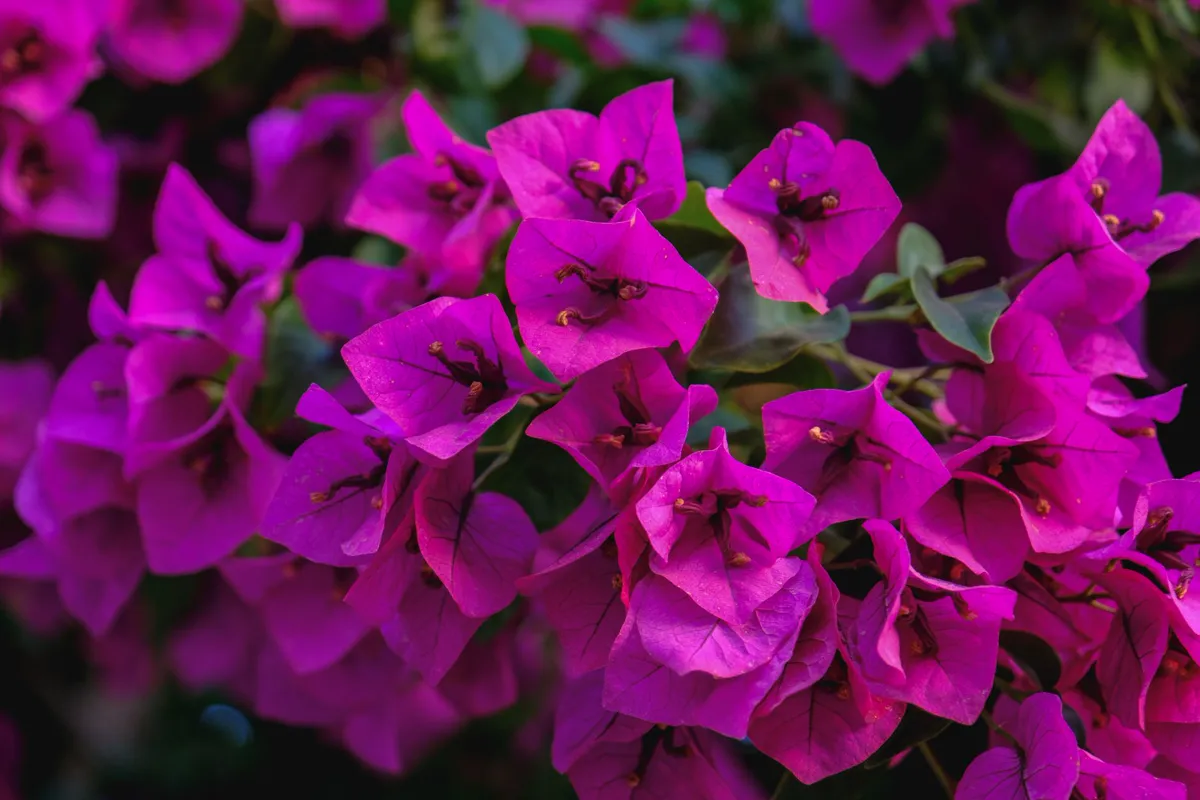 Close-up of magenta bougainvillea bracts with tiny white true flowers inside