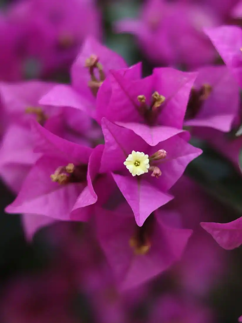 Close-up of pink bougainvillea bracts with tiny white true flowers inside