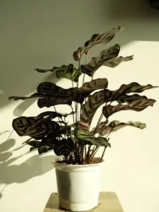 Why Is My Calathea Not Growing? Causes and How to Fix It