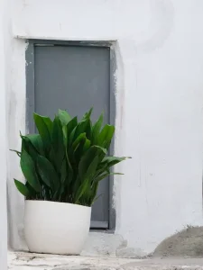 Why Is My Cast Iron Plant Turning Brown? Causes & Fixes