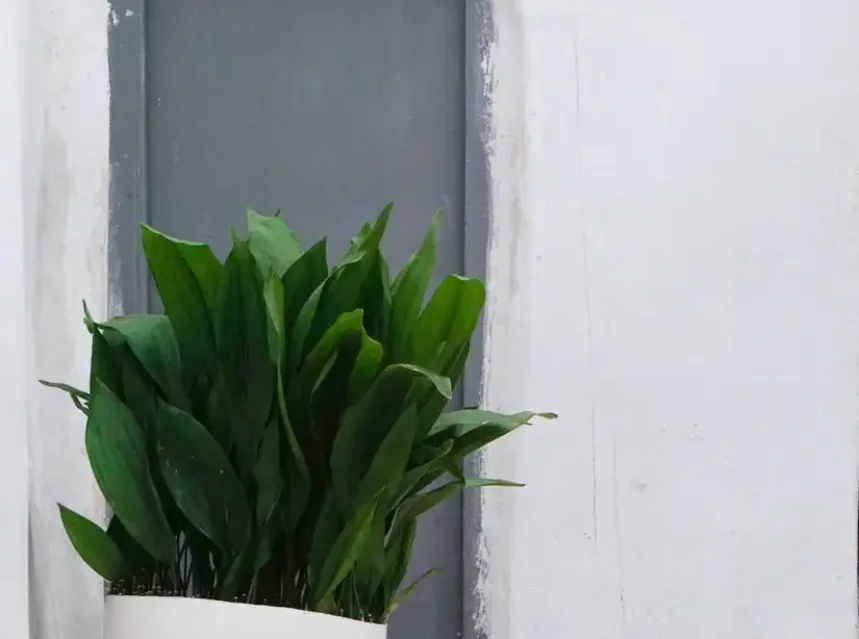 Why is my cast iron plant turning brown — a cast iron plant with dark green strappy leaves in a pot