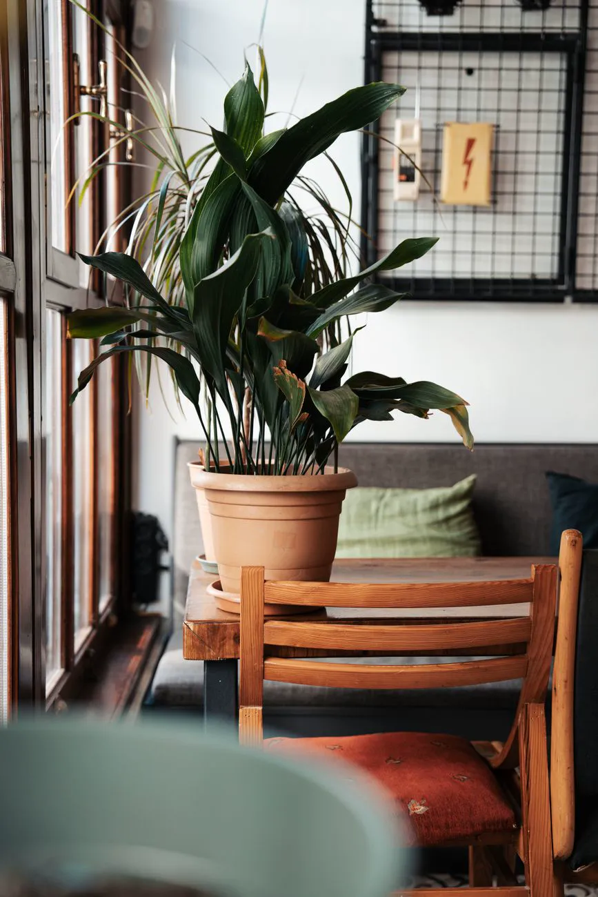 Cast iron plant with dark strap leaves and a few browning tips beside a window