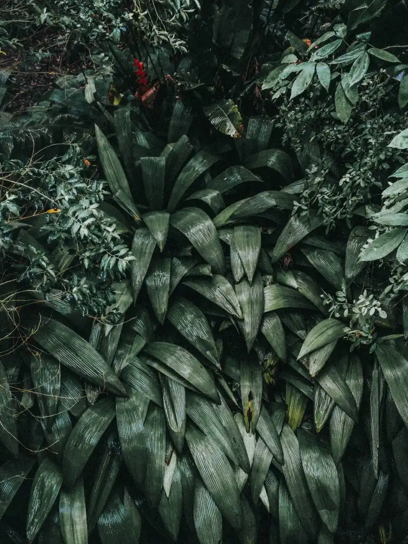 Close-up of the dark green strappy leaves of a cast iron plant