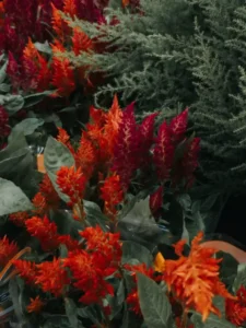 Why Is My Celosia Not Flowering? Causes and How to Fix It