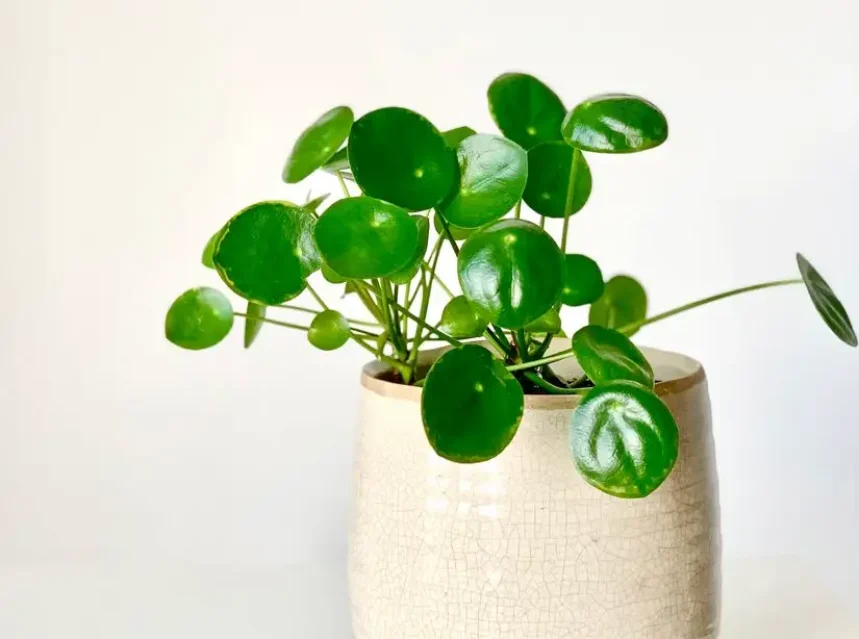 Why is my chinese money plant drooping — a chinese money plant pilea with round coin-shaped leaves in a pot