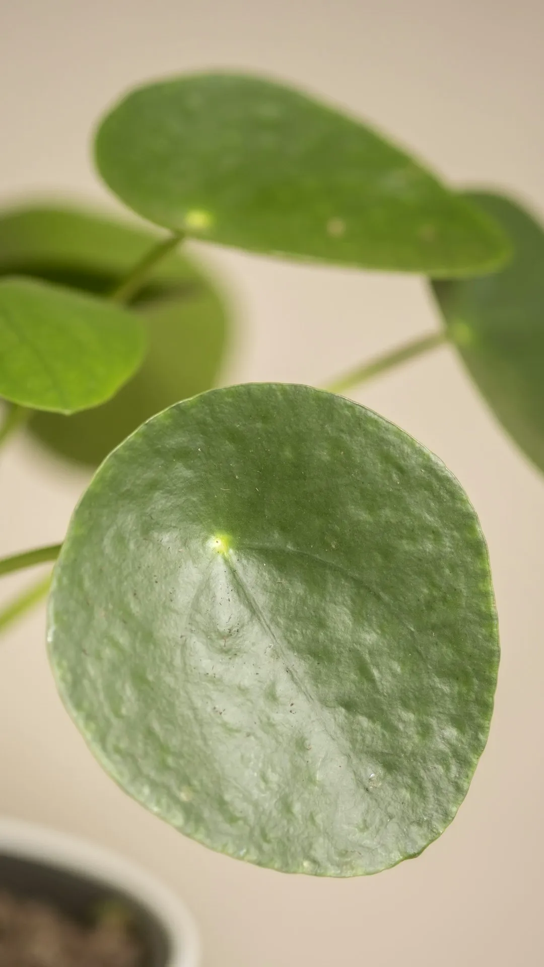 Round coin-shaped leaf of a Chinese money plant