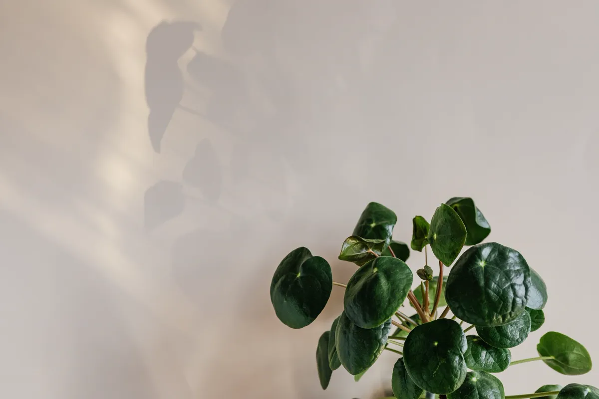 Healthy Chinese money plant with dark green coin leaves held upright
