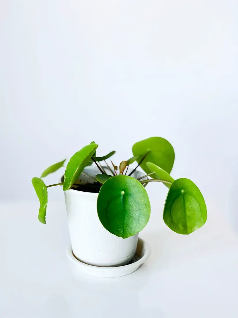 A young chinese money plant with round leaves in a white pot