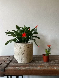 Why Is My Christmas Cactus Limp? Causes and Fixes