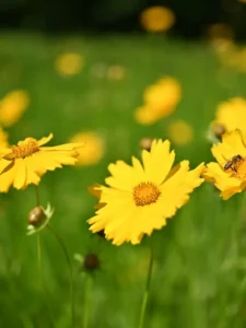 Why Is My Coreopsis Not Flowering? 6 Causes and Easy Fixes
