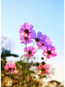 Why Is My Cosmos Not Flowering? Causes and How to Fix It