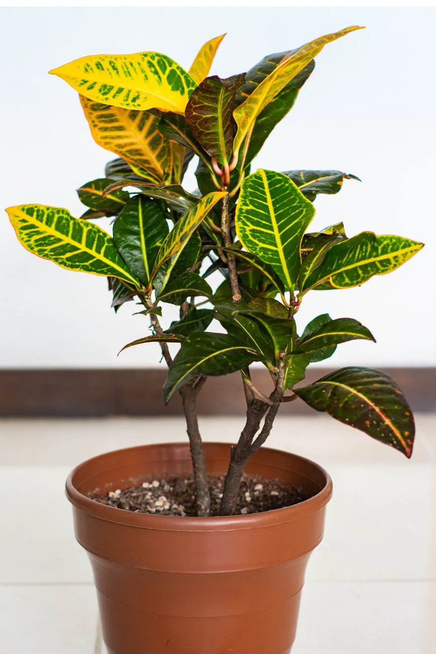 Young potted croton with bright yellow and green variegated leaves