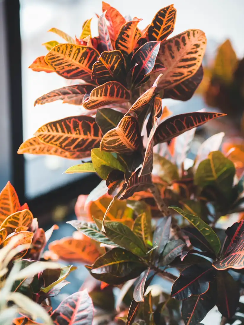 Close-up of the bold multicolour leaves of a croton