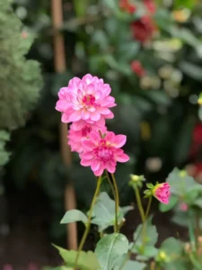 Why Is My Dahlia Not Flowering? Causes and How to Fix It