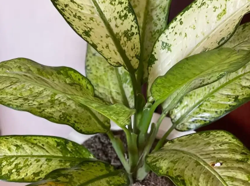 Why is my dieffenbachia drooping — a dieffenbachia dumb cane with large variegated leaves in a pot