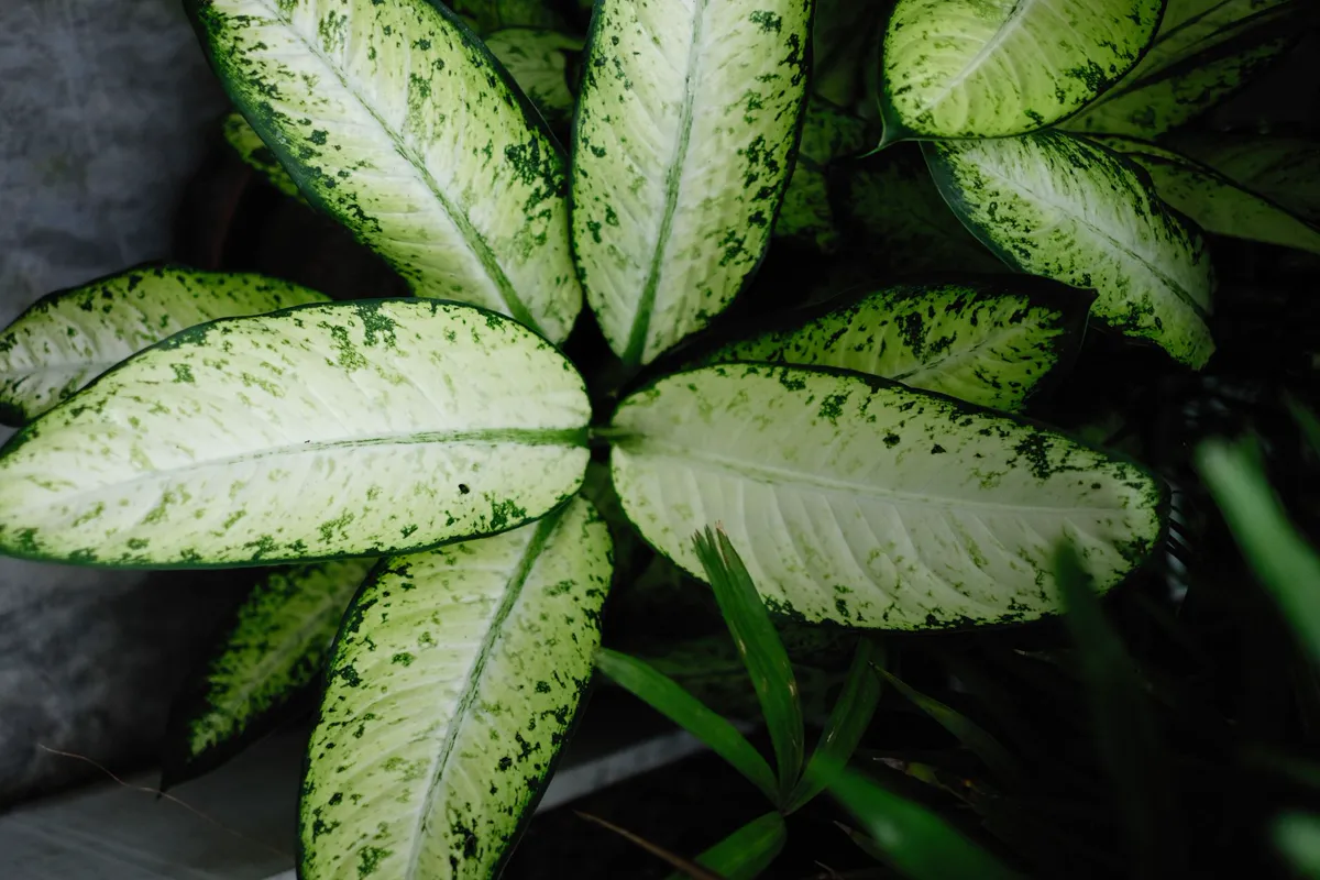 Healthy variegated dieffenbachia with firm, upright cream and green leaves