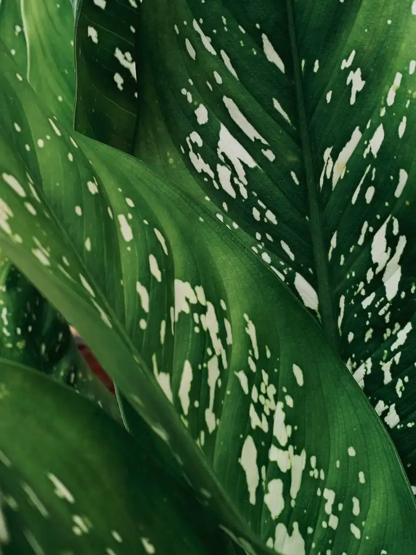 Close-up of the variegated leaves of a dieffenbachia dumb cane