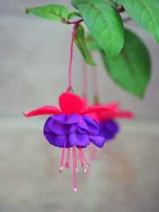 Why Is My Fuchsia Not Flowering? Causes and How to Fix It