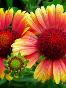 Why Is My Gaillardia Not Flowering? 7 Causes and Easy Fixes