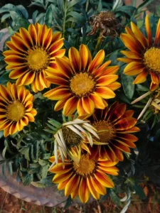 Why Is My Gazania Not Flowering? 6 Causes and How to Fix It