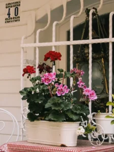 Why Is My Geranium Not Flowering? Causes and How to Fix It