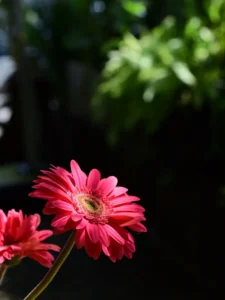 Why Is My Gerbera Not Flowering? Causes and How to Fix It