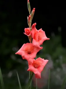 Why Is My Gladiolus Not Flowering? Causes and How to Fix It