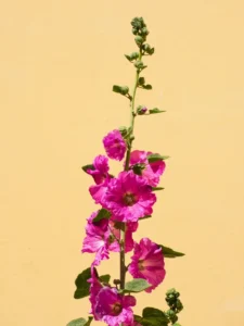 Why Is My Hollyhock Not Flowering? Causes and How to Fix It