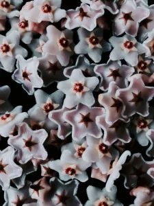 Why Is My Hoya Not Blooming? Causes and Fixes