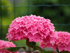 Why Is My Hydrangea Not Blooming? 6 Causes and Fixes