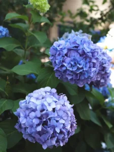 Why Is My Hydrangea Wilting? 6 Causes and Quick Fixes