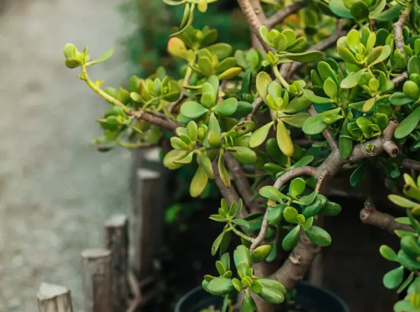 Why is my jade plant leggy — a healthy bushy jade plant with plump oval leaves in a pot