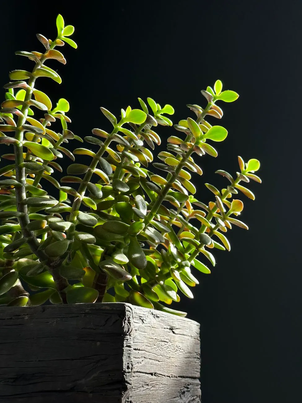 Jade-type succulent with stems stretching and reaching toward the light
