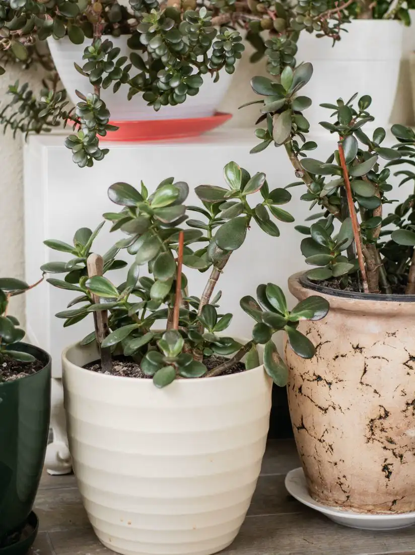 Jade plants in pots, some with long, leggy, stretched stems