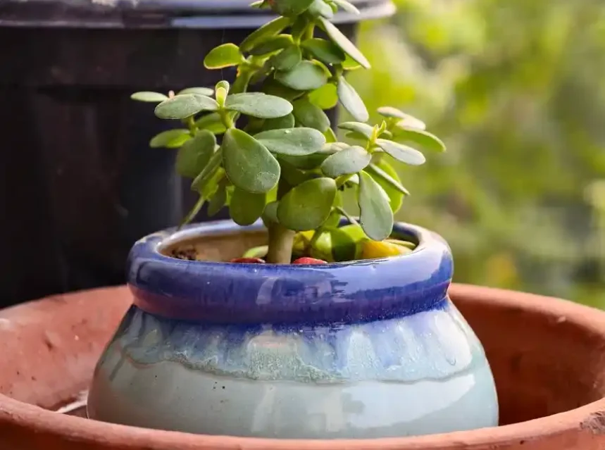 Small jade-type succulent with rounded fleshy leaves in a blue glazed pot set inside a terracotta bowl