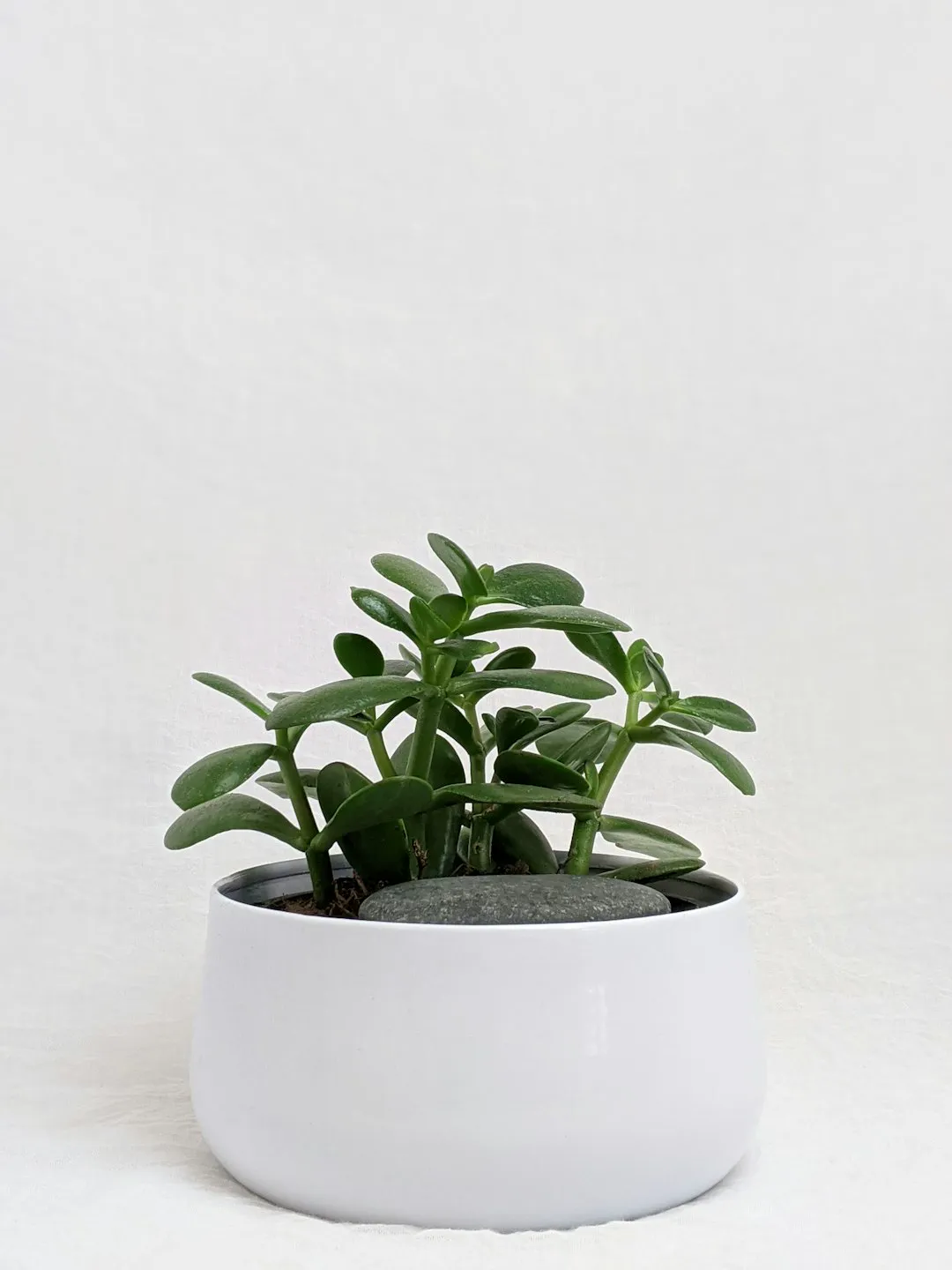 Small compact jade plant in a white bowl pot