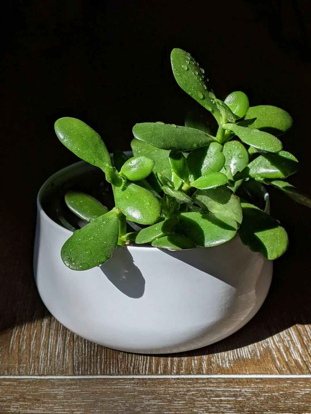 Jade plant with plump green leaves catching bright light