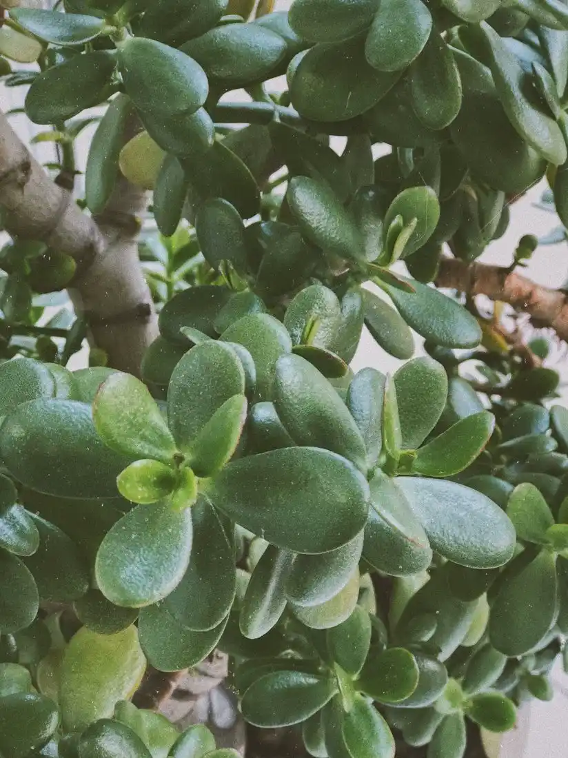 Close-up of thick fat jade-green paddle leaves with red edges